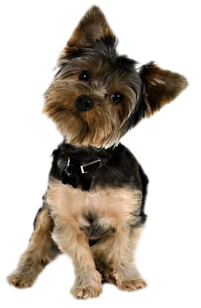 kisspng yorkshire terrier puppy yorkipoo pug golden retrie puppy 5ae00ba3cc5723.956187251524632483837 e1697383872878 Page Not Found